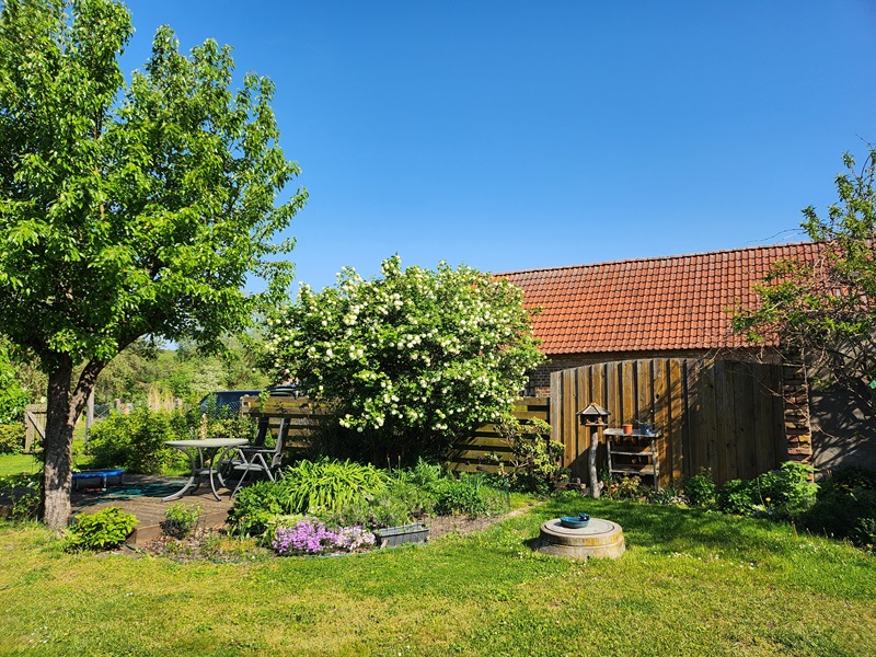Blick in den Garten mit Schneeball und Blumenbeet