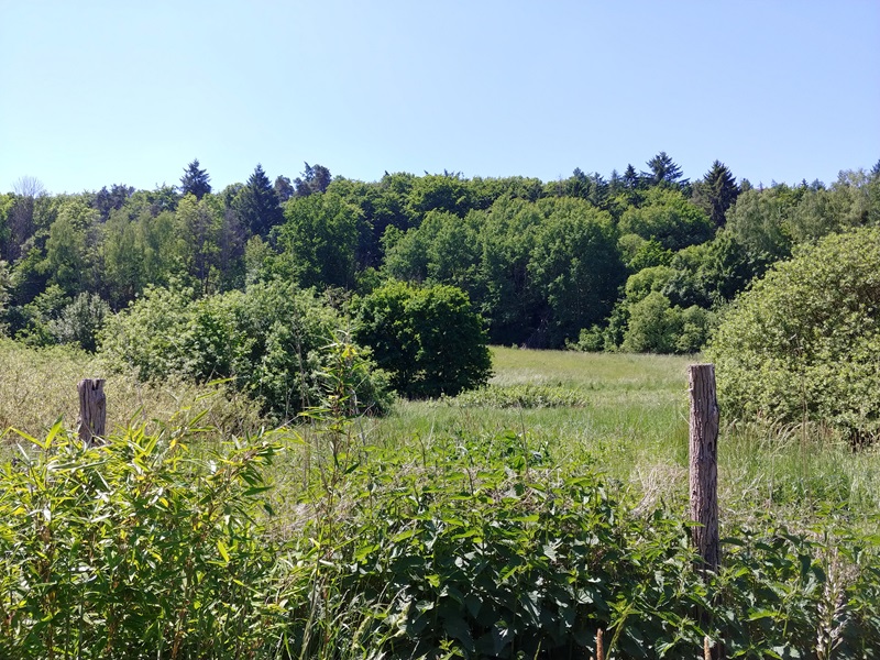 grüne Landschaft mit Gebüsch in Chorin