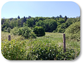grüne Landschaft mit Gebüsch in Chorin