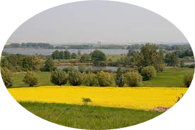 Natur mit Rapsfeld in der Schorfheide