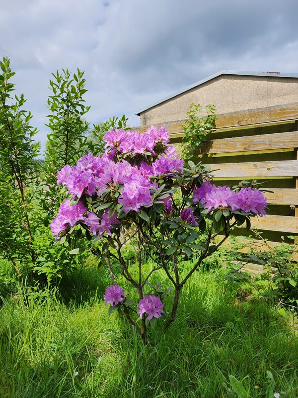 blühender Rhododendron