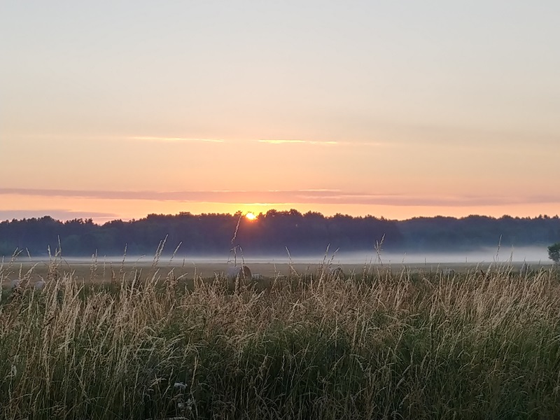 schöner Sonnenaufgang über Wald und Wiese in Chorin